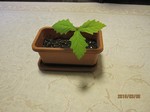 IMG_7230.jpg