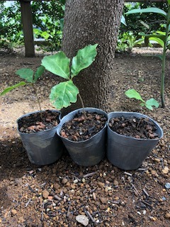 image1.jpeg