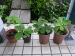 どんぐり201905026.jpg