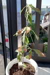 Donguri_20191001_0002.jpg
