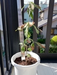 Donguri_20191001_0001.jpg