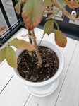 Don20200919nemoto.jpg