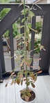 Don20200919zennshin.jpg
